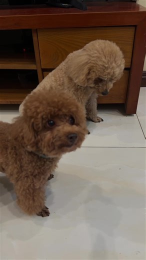 Video Hài Về Chó Poodle Nhận Sai