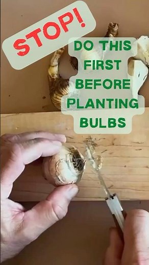 Stop! Don’t Plant Bulbs Until You Do THIS 🌷 #gardeningtips #fallplanting
