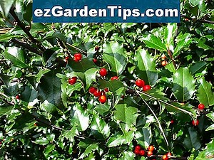 Japońskie czerwone drzewo klonowe 🌱 Porady Ogrodnicy - Pl.ezGardenTips.com