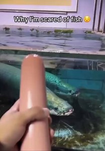 The arapaima is a massive, fast-feeding fish that can swallow its prey in seconds.