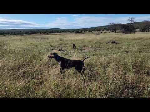 Expert Gundog Training in South Africa 🐾🎯 | Safari Bound Southern Africa