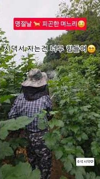 사이좋은 #시아버지와 막내며느리 #농부할배 #추석날 새벽 밭에 물주기 #피곤 하다 시댁 잠자리 불편 😢
