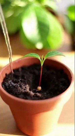 Growing a cherry tree from a pit at home: the complete method for germination and success