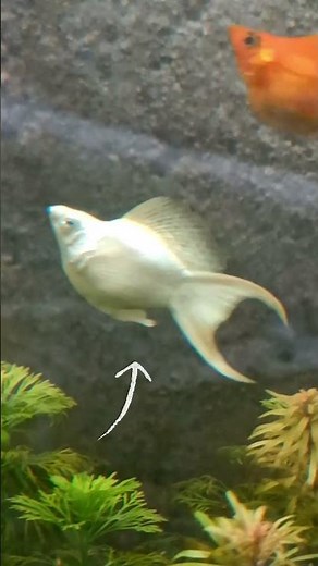 How to Identify Male vs Female Balloon Molly Fish