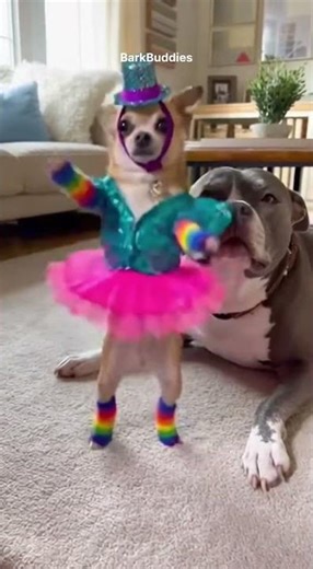 Unexpected Dance Moment Dogs 😂 #dog #funnyanimals #pets #funnydogs #shortsfeed #viralshort