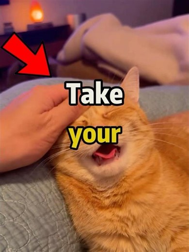 massage your ginger cat to maintain its optimal loaf shape #cathealth #catshealth #pettherapy