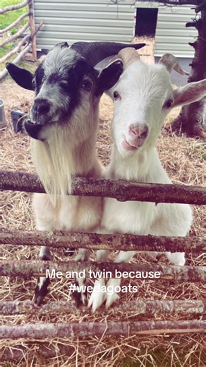🐐#goats #goviral #fyp | goats