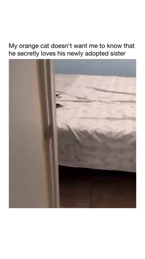 Funny Cats Compilation: Cute Kittens & Cat Comedy Clips