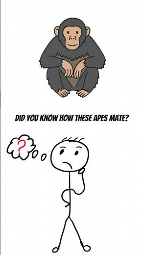 Interesting Mating Process of Bonobo Apes🦍 #feedshorts #animals #explained #bonobo #fyp