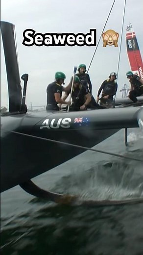 ‪@BondsFlyingRoos‬ couldn’t kelp themselves 🌊🙈 #sailgp #racing #sailing #poweredbynature