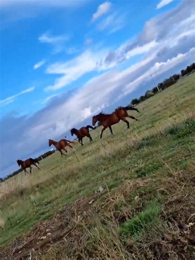 gambade gambade petits chevaux.. elle etait belle ma vie ptn ... #horse #chevaux #horsesontiktok #pourtoi