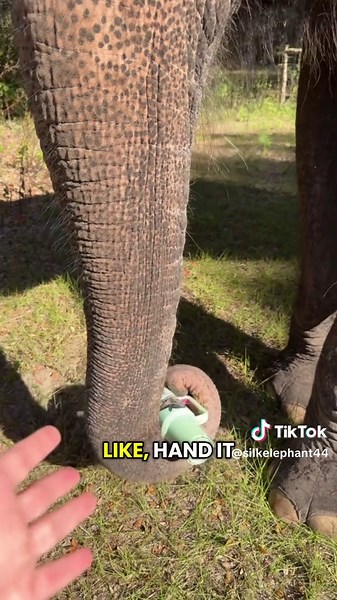 Heartwarming Elephant Moments in Stanley Cup Commercial