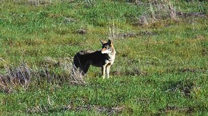 File:Yelping Coyote.webm - Wikimedia Commons