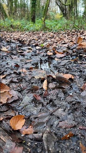 Walking Through Forest Mud Like a Pro in Hunter Boots!