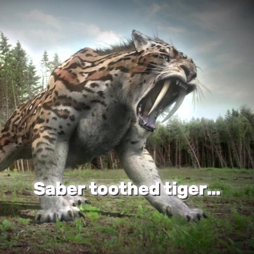 Scary Saber-Toothed Tiger Roars Compilation