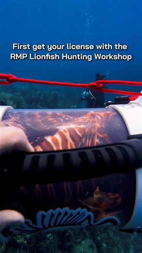 Ready to level up your lionfish game? Get the Roatan Marine Park license to hunt Lionfish thru Sun Divers and join us for a hunt! 🏹🎯 Lionfish may look beautiful, but they’re tough on Caribbean ecosystems. The licensing workshop gives you the training, the permit and the confidence to make a real difference out there. Licensing workshops are held twice a week at the Roatan Marine Park, or schedule your workshop on site with us! Spots are limited, so DM us to get licensed and get in the hunt. 🦁