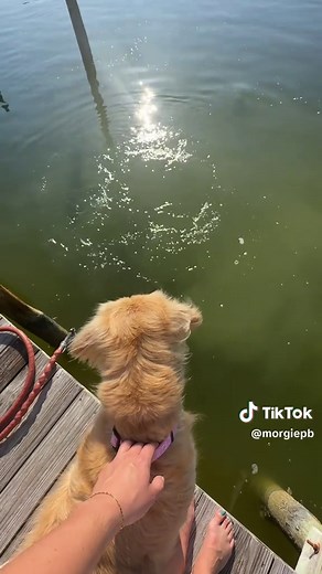 The dolphin was having the time of its life! #dolphin #dog #goldenretriever #ocean #animalencounters