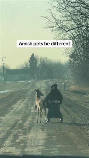 Amish Pets: A Hilarious Encounter