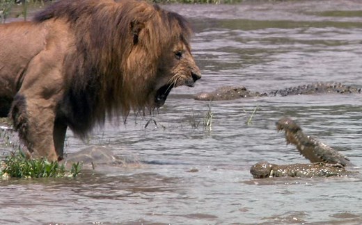 【纪录片】非洲猫科 African Cats（1080P双语字幕）