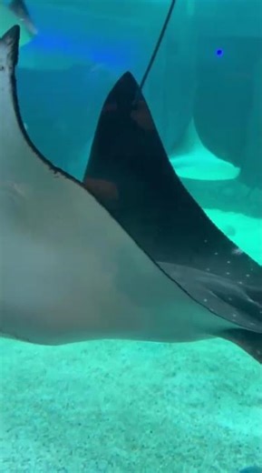This feels unreal 😍 Stingrays literally look like they’re flying underwater! #Sydney