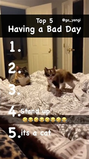 Top 5 Cats having a bad day