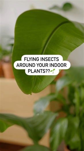 5.9K views · 26 reactions | Noticed annoying tiny flying insects...