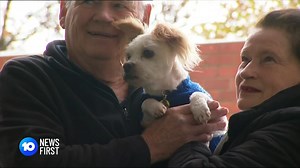 The Lost Dogs' Home is celebrating an adoption boom, with almost 700 cats and dogs finding 'furever' homes in just one month. | 10 News Melbourne