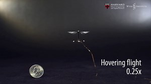 Controlled flight of a robotic insect