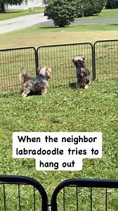 We aren’t scared 🤣🤣🤣 | Yorkie HQ