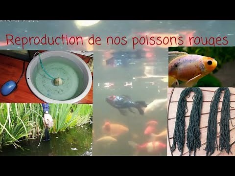 Reproduction poissons rouges #1préparation #2recupération des œufs