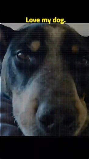 Sublime Said It Best… 🐾❤️ #dogshorts #blueheeler #australiancattledog #sublime