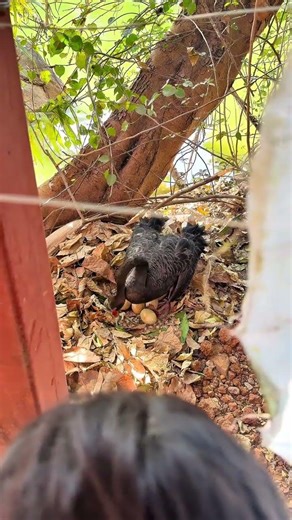 不知道黑天鹅蛋是不是黑色的哈哈哈