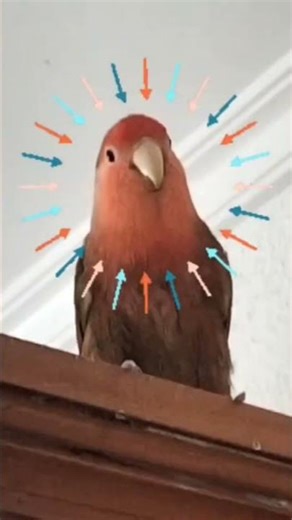 Sabado ,sabadete❤️ #birds #parrot #inseparables #lovebirds #loros #funny #agapornis