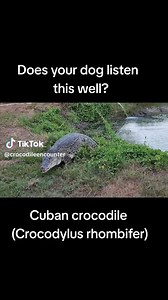 You can see this well trained Cuban croc tomorrow night at Crocs After Dark! | Crocodile Encounter