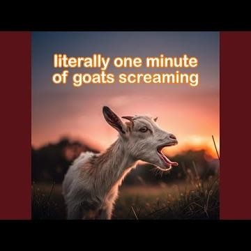 literally one minute of goats screaming