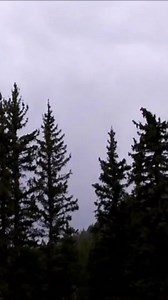 32K views · 929 reactions | Bigfoot Howls near Pine Cove #sasquatch #bigfoot | Rocky Mountain Sasquatch Organization | Facebook