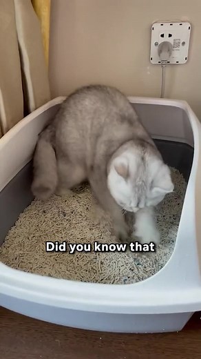 Types of Cat Litter to Avoid for Your Feline Friend