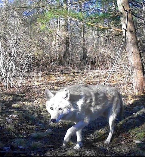 The Return Of Big Bad White Coywolf / Eastern Coyote caught by trail camera #wildontario #nature