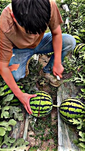 Do You Know What This Fruit Is? 😳🍉 #Shorts #DidYouKnow