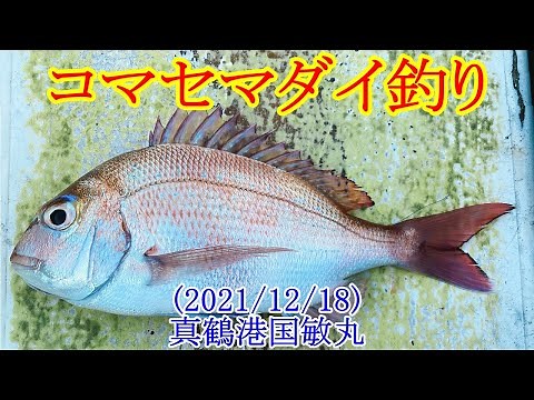 【神奈川県の真鶴沖でコマセマダイ釣り】2段テーパー仕掛けで真鯛をゲット！？