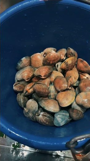 I Dug These Clams at Night… Ate Them 2 Hours Later (Beach to Table)