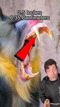 MANDRILL ! Largest and most ferocious primate in a rainforest. 🤯🤯 #animals #animalfacts #mandrill