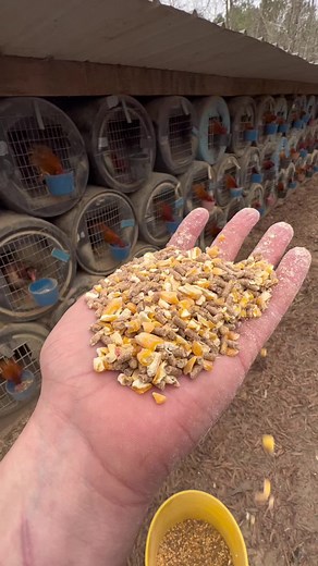 SlickLizard Barrel colony #2023 #farm #fowl #birdsoftiktok #alabama #texas #california #oklahoma #farmlife #work #hawaii #fypシ #SlickLizard
