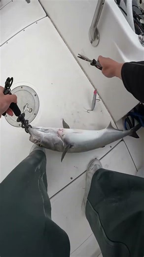 Single Hook Topwater Lures For Bluefish