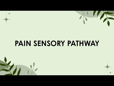 Pain sensation pathway | Fast pain and Slow pain | Medical | Nervous system | Physiology |