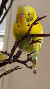 Happy Budgie Sounds !!parakeet Sounds🦜🥰#budgies #birds