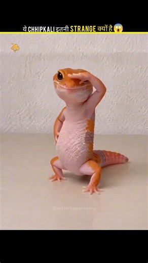 This lizard can drop its own tail 😱🦎