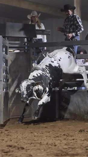 13M Boss Moves (Sierra Schott / Broken Arrow S Ranch) turned in an 89.90 marking to pick up a 3rd place finish in the Cowgirl division! He is sired by 708 Money Moves (LTE $31K) and out of BS 407, a daughter of Undercover Boss (Pit Boss) that’s out of a Surefire daughter. | Bucking Stock News