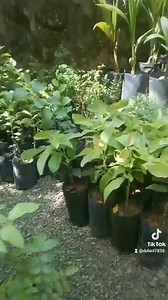 Busy Bee Distribution center