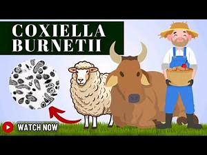 Coxiella burnetii: The Bacterium Behind Q Fever | Symptoms, Diagnosis, Treatment, and Prevention